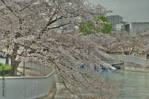 桜並木
