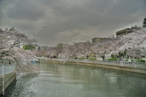 桜並木