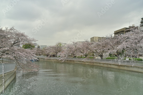 桜並木