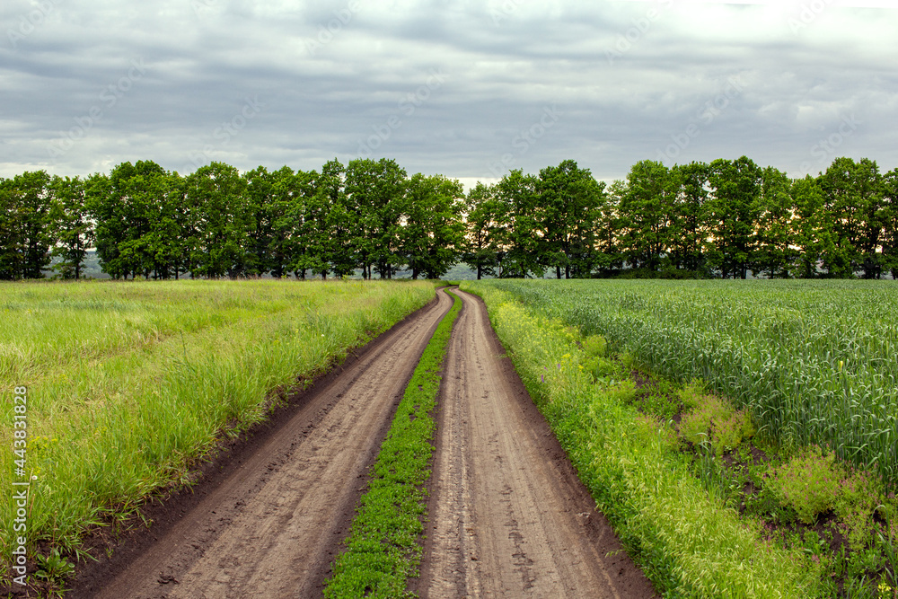 Obraz premium the road between the fields goes into the forest