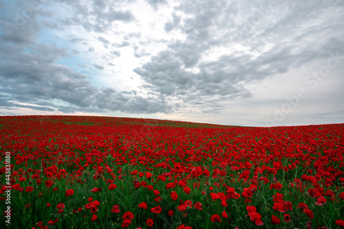 Beautiful field of red poppies in the sunset light.