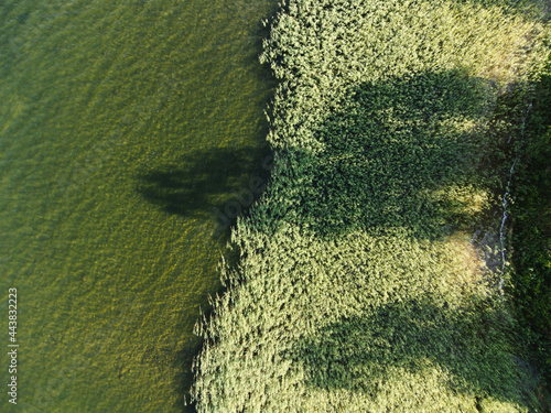 Water grass, coast line, the shadow of theh tree photo