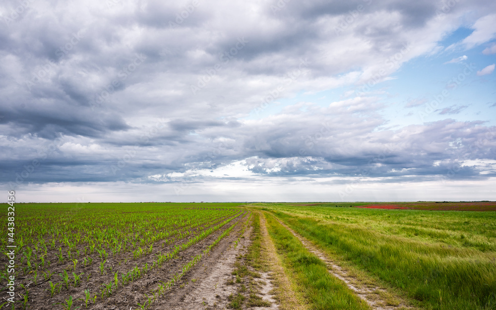 Rows of young corn shoots on a cornfield