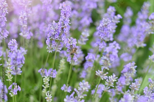 Honey bee pollinate flowers of lavender angustifolia growing in own garden, selective focus.