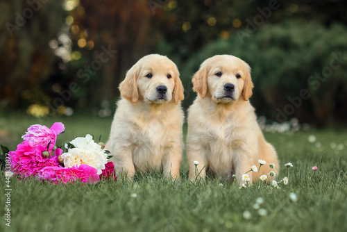 puppy dog golden retriever sits with a rose flower on the path. dog in summer