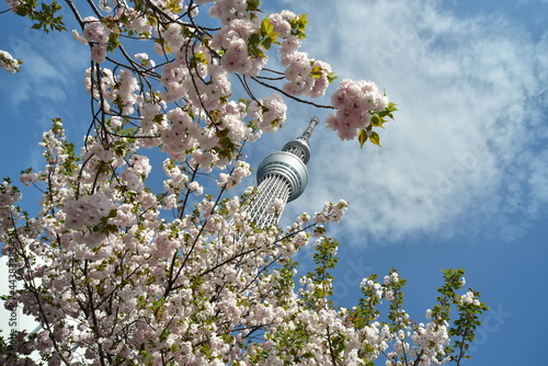 東京スカイツリーと桜