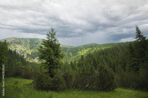 Coniferous forest in the Retezat mountains. Romania, Hunderoara.