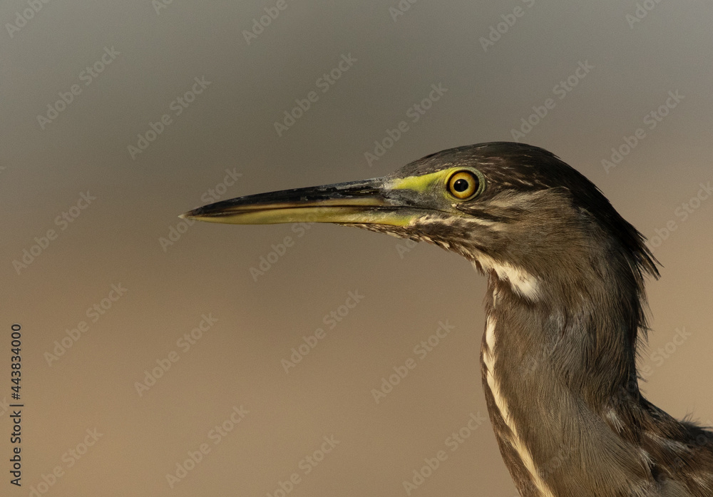 Portrait of a Striated Heron at Asker marsh, Bahrain Portrait of a Striated Heron at Asker marsh, Bahrain