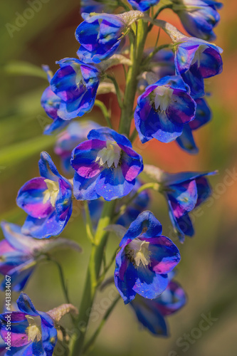 Blue flower on a green blurred background. Delphinium close-up. Summer concept. Macro. Selective focus.