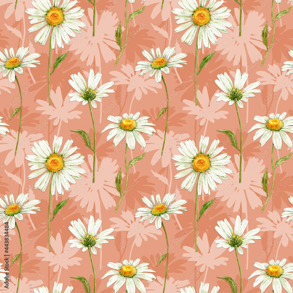 Obraz Wzór z białej łąki kwiaty rumianku na różowym tle, ilustracja akwareli.