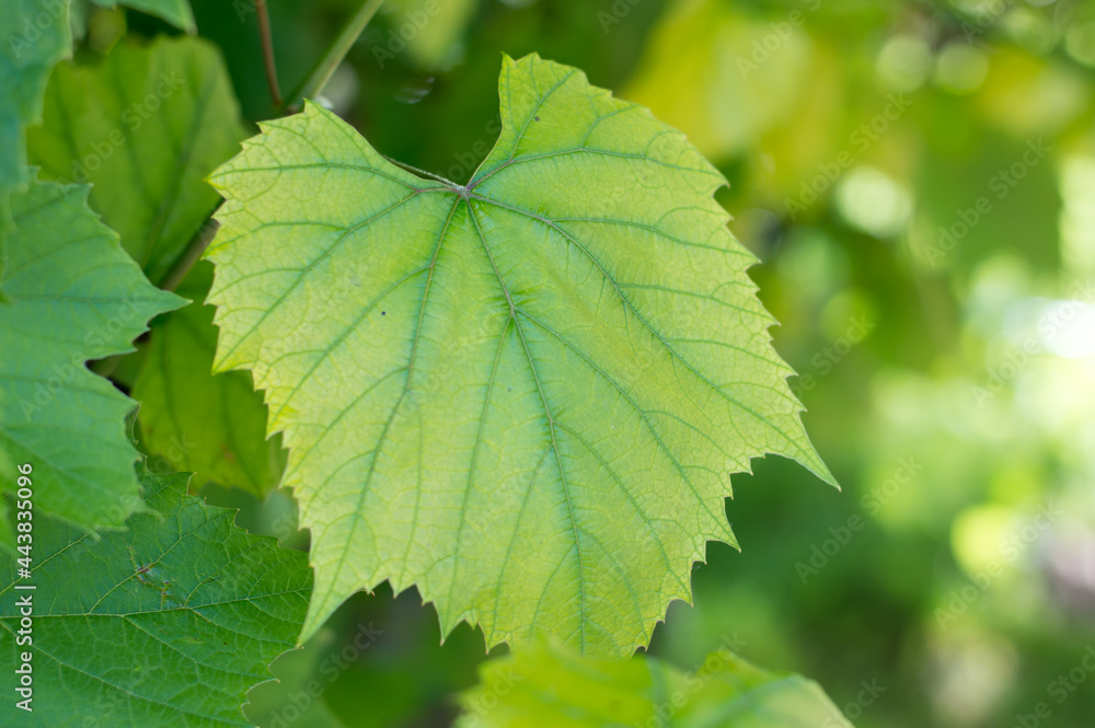 green Grape leaves in the garden, close-up green Grape leaves in the garden, close-up