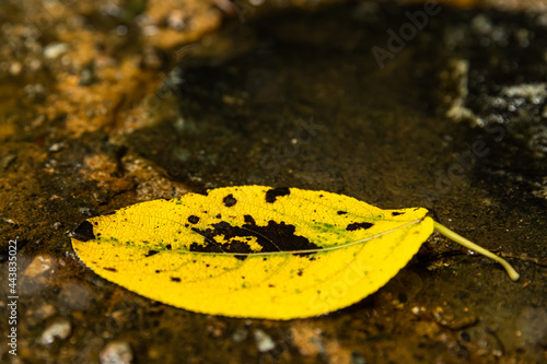 Yellow autumn leaves slightly submerged in water.
