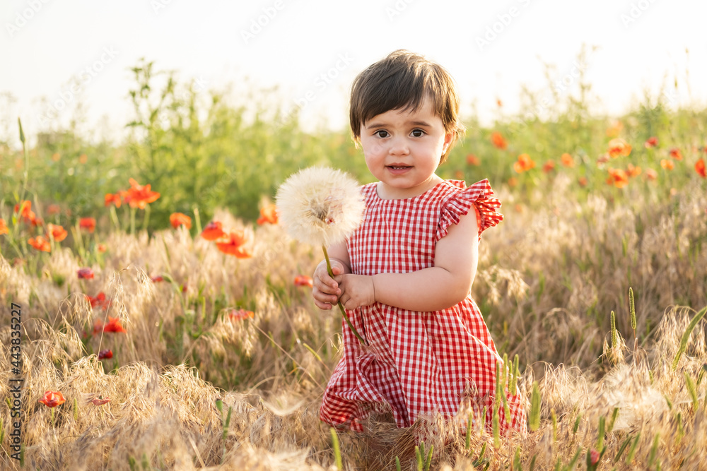 cute baby girl in red dress holding large dandelion on field of poppies at summer sunset cute baby girl in red dress holding large dandelion on field of poppies at summer sunset