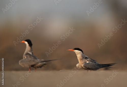 White-cheeked Terns at Asker marsh, Bahrain