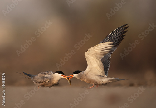 White-cheeked Tern feeding his mate at Asker marsh, Bahrain © Dr Ajay Kumar Singh