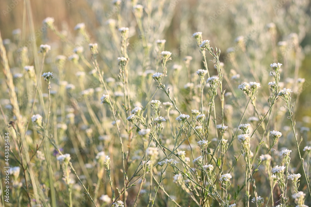 Background of small white wildflowers Background of small white wildflowers