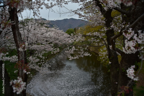 上田城の桜