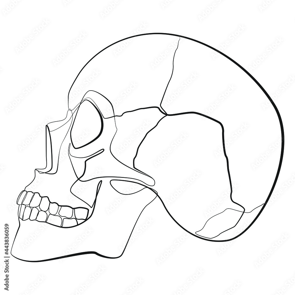 1600 Skull Side View Illustrations RoyaltyFree Vector Graphics  Clip  Art  iStock  Human skull