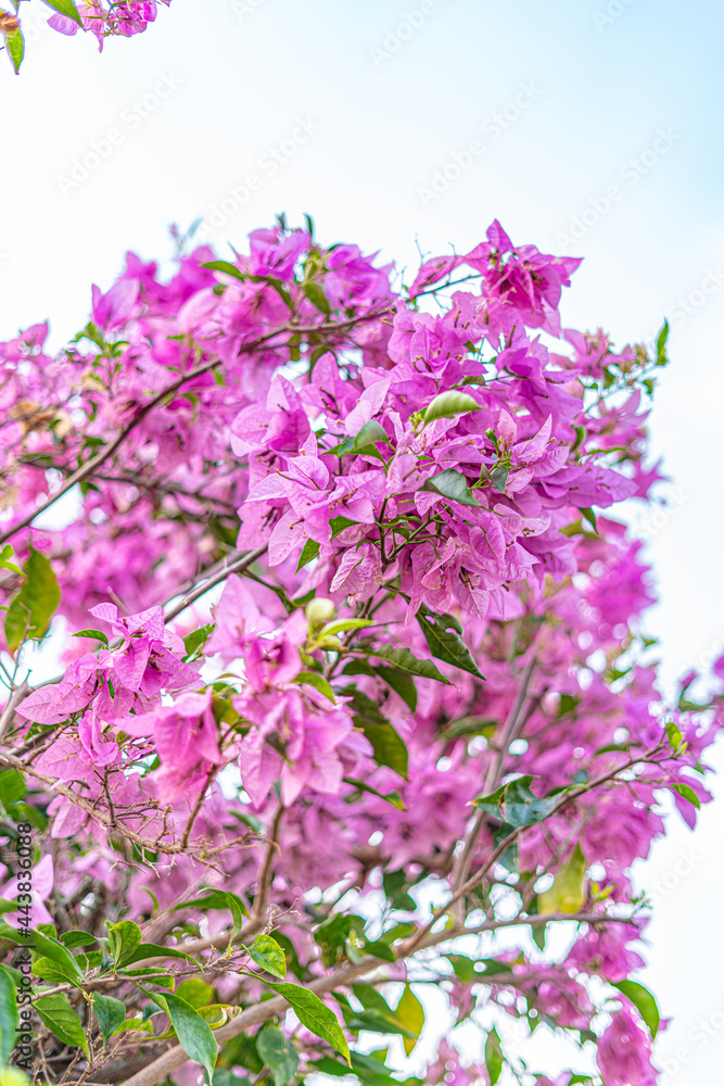 Fototapeta premium Trees and flowers in Miami, Florida