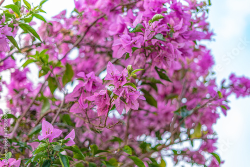 Trees and flowers in Miami  Florida