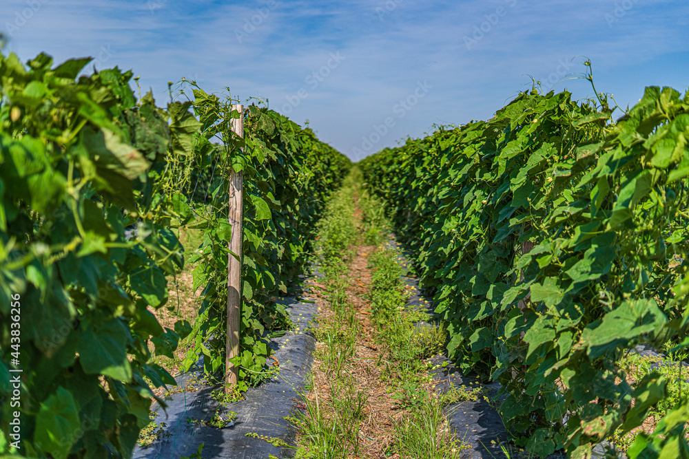 Fototapeta premium Harvest in Miami, Florida