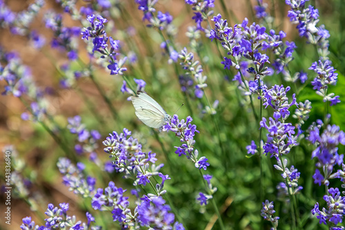 Beautiful white butterfly sitting on lavender flower, feeling nature. Horizontal view
