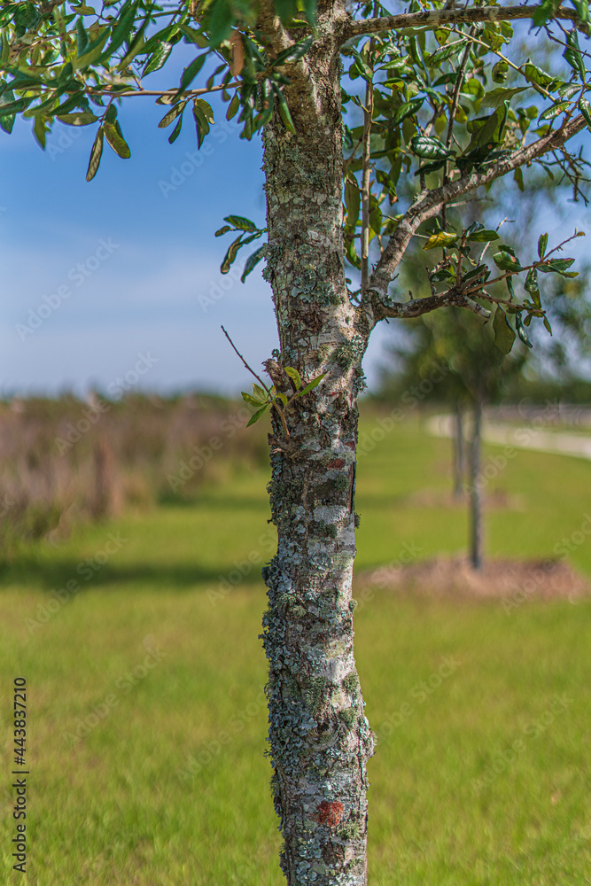 Fototapeta premium Trees and flowers in Miami, Florida