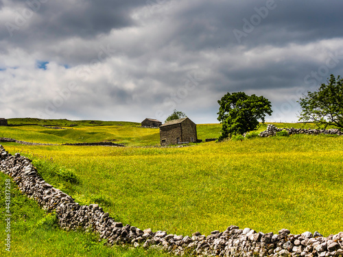 Buttercups in a meadow with barns and dry stone walls and cloudy skies. A Summers day. Yockenthwaite. Yorkshire Dales National Park. photo