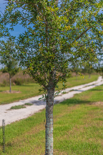 Trees and flowers in Miami, Florida