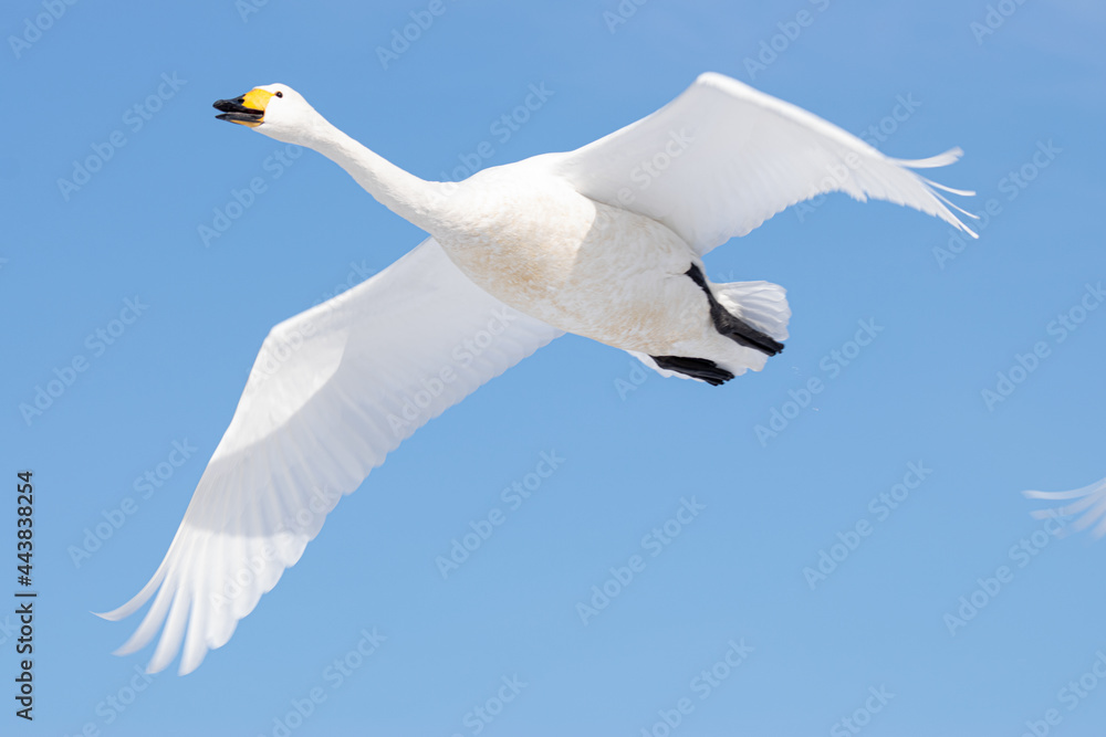 Fototapeta premium 大空を舞うオオハクチョウ