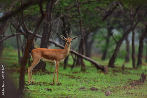 Fototapeta Naklejka Na Ścianę i Meble -  Gazelle in a forest, Pune Maharashtra ,India