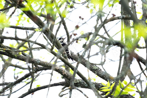 White backed woodpecker hides in the branch. Bird watching in the Rhodope mountains. Ornithology in Bulgaria. 