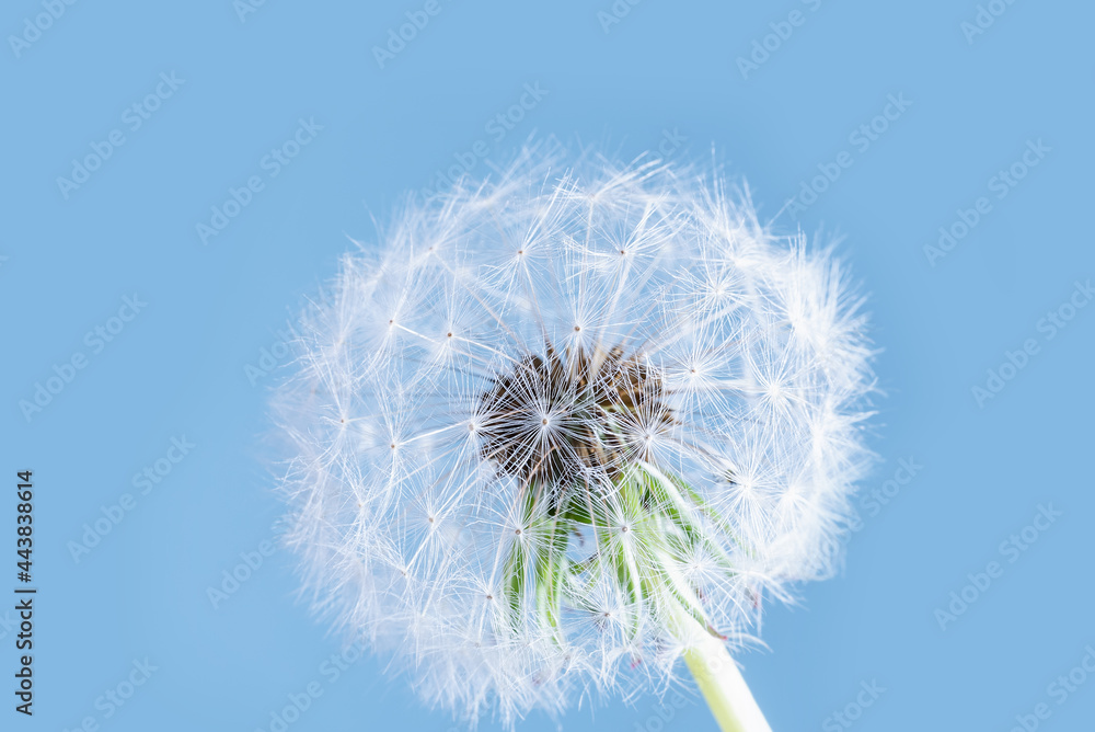 Macro nature. dandelion at sky background. Freedom to Wish. Dandelion silhouette fluffy flower.