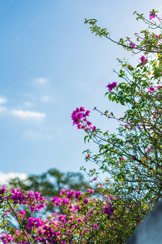 Fototapeta premium Trees and flowers in Miami, Florida