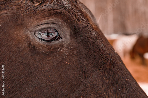 Beautiful bay horse eye close up