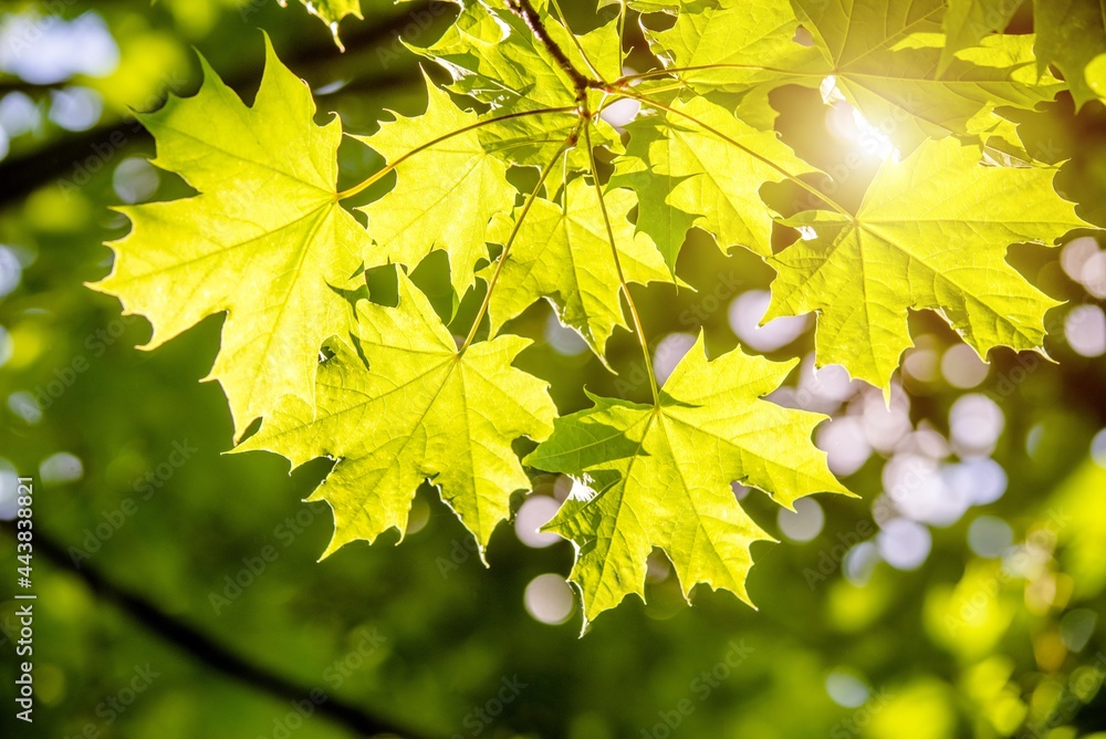Green nature background with maple leaves Green nature background with maple leaves