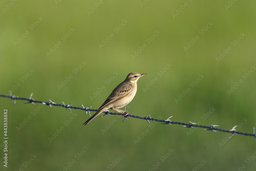 Tawny pipit have a rest on the wire. Bird watching in the Rhodope mountains. Ornithology in Bulgaria.
Tawny pipit have a rest on the wire. Bird watching in the Rhodope mountains. Ornithology in Bulgaria.