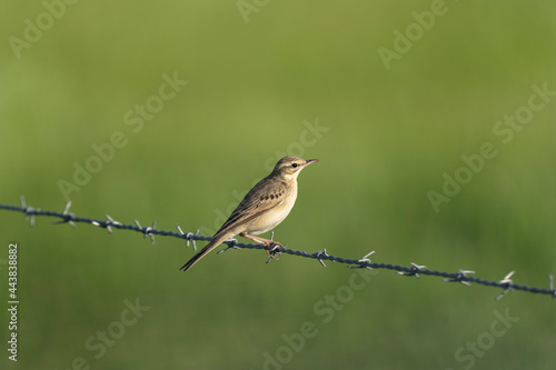 Tawny pipit have a rest on the wire. Bird watching in the Rhodope mountains. Ornithology in Bulgaria.   © prochym