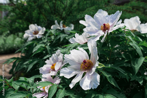 tree peony in spring in the garden