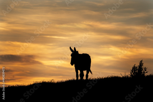 Donkey looking on sunset. Travel in Bulgaria. Shape of donkey. Animals in the Europe.  