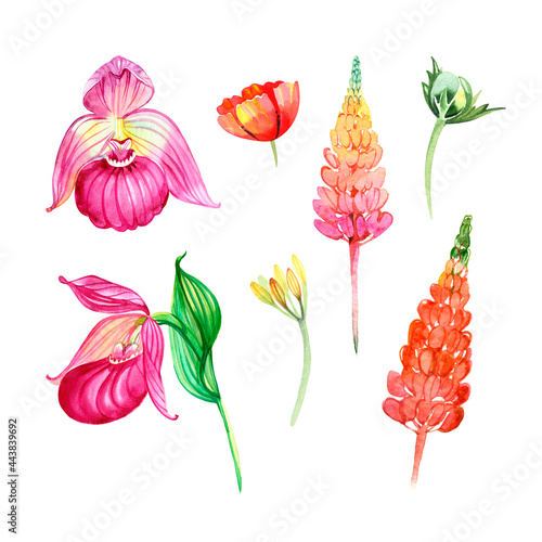 Pink lupine, orchide and poppy. Forest wildflowers. Watercolor illustration. Isolated on white