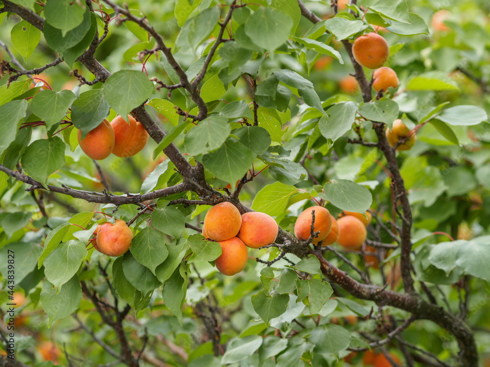 A bunch of ripe apricots hanging on branch with green leaves.