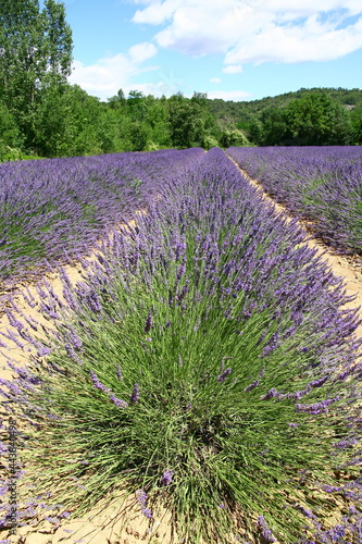 Un champ de lavande dans le d  partement du Gard en Occitanie