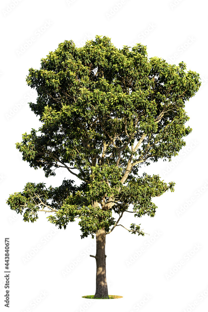 Fototapeta premium Isolated green tree on white background, Trees isolated on white background, tropical trees isolated used for design, advertising and architecture.