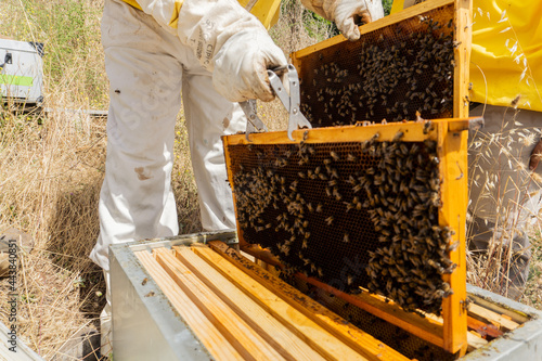 Beekeeper working on the honeycomb