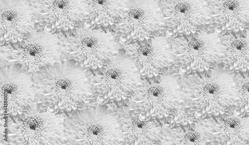 Top veiw, Black and white chrysanthemums flower blossom blooming  textured background for stock photo or illustration photo