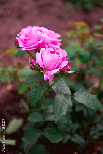damask rose in spring in the garden