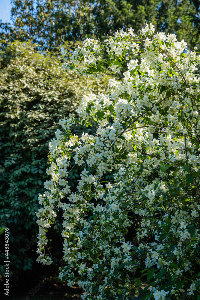 Flowering bushes of jasmine Philadelphus coronarius sweet chubushnik in  Adler arboretum "Southern Cultures". White flowers on branches of sweet  mock orange on blurred background. Selective focus. Stock Photo | Adobe  Stock