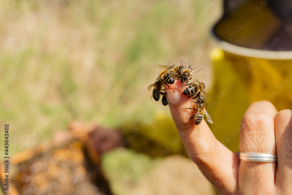 Bees on a beekeeper's bare finger.
