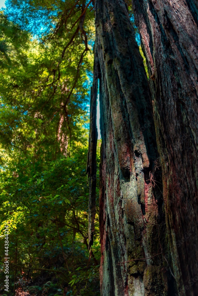 tree in the forest